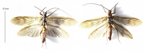 Brachyptera risi